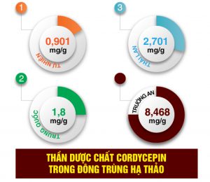 dược chất Cordycepin có trong Đông trùng Hạ Thảo quả thể khô