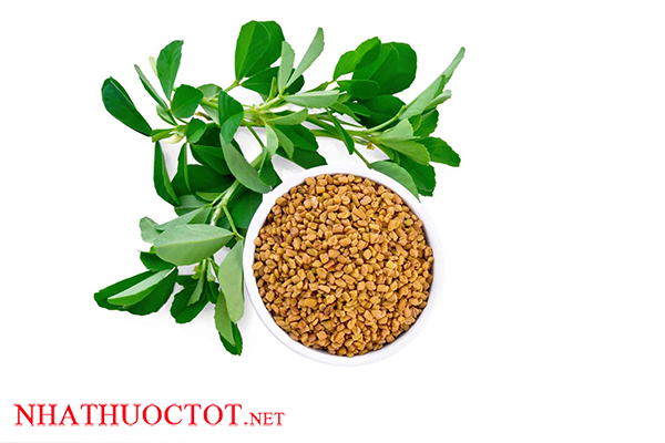 Hạt methi chữa đái tháo đường có thật không?
